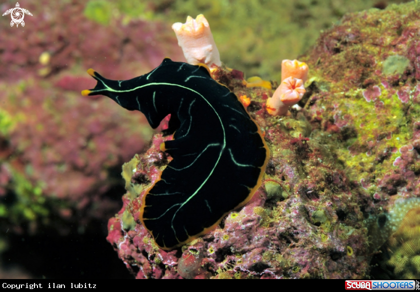 A flat worm