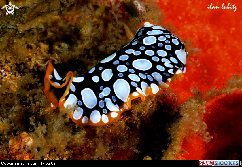 A flat worm
