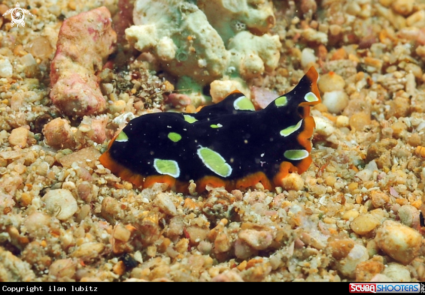 A flat worm