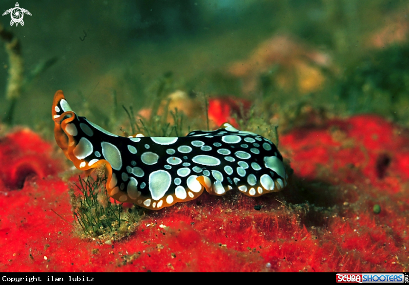 A flat worm
