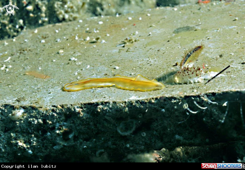 A sea slug
