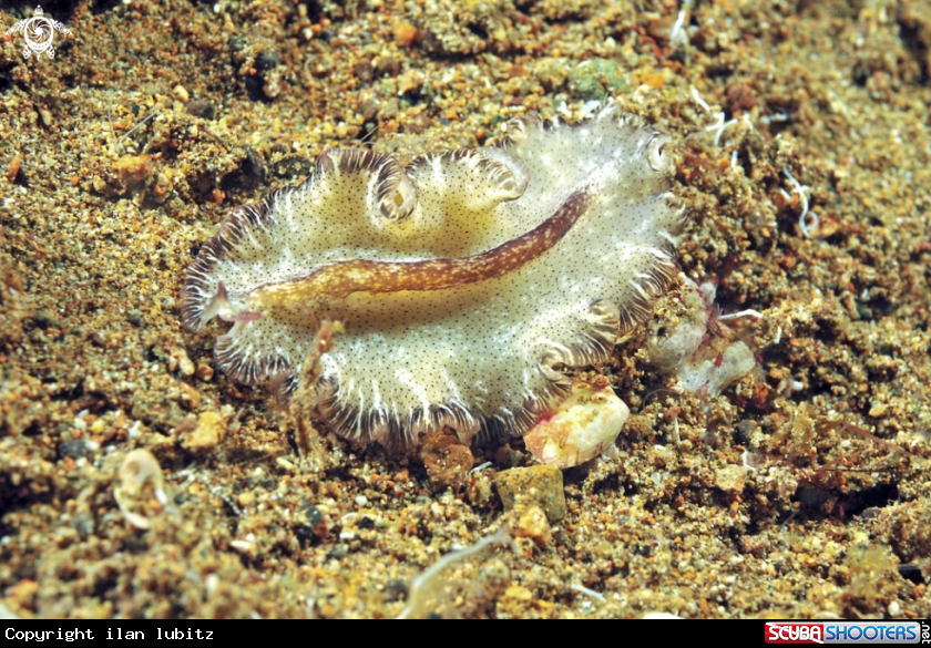 A flat worm