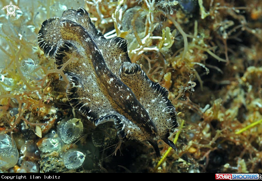 A flat worm