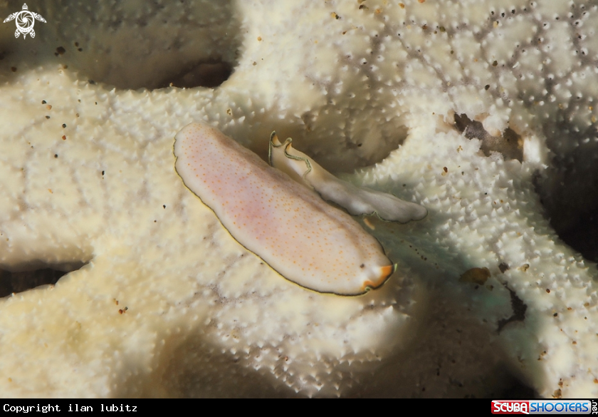 A flat worm