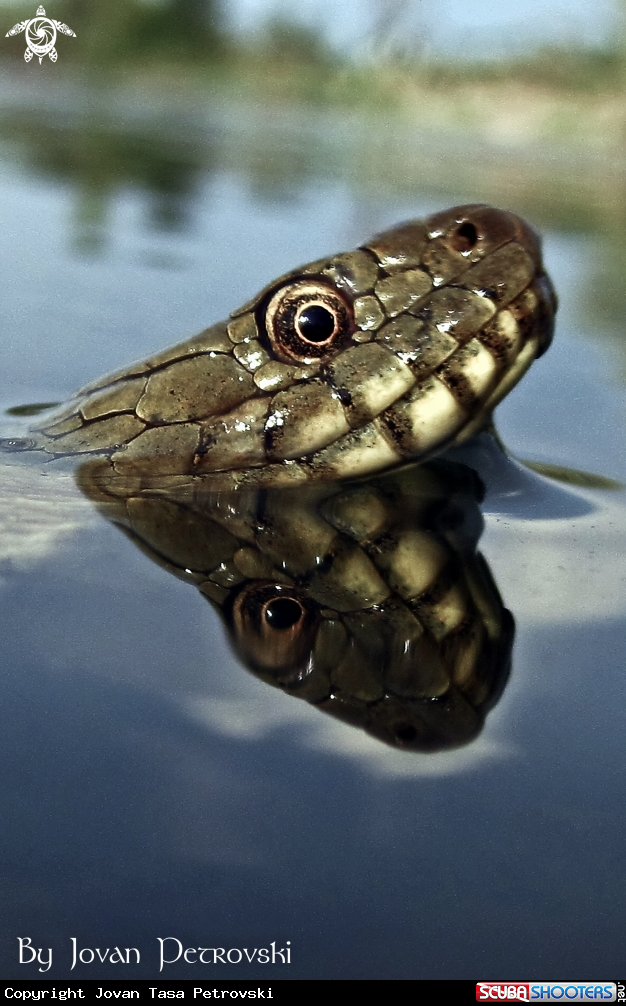 A Vodena zmija Ribarica / Water snake - Ribarica.