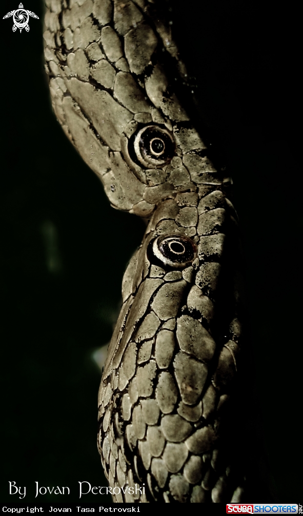 A Vodena zmija Ribarica / Water snake - Dice snake.