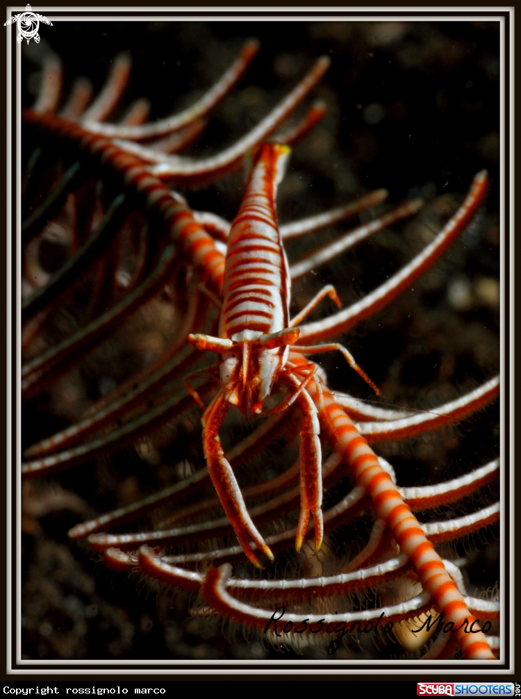 A Periclimenes amboinensis