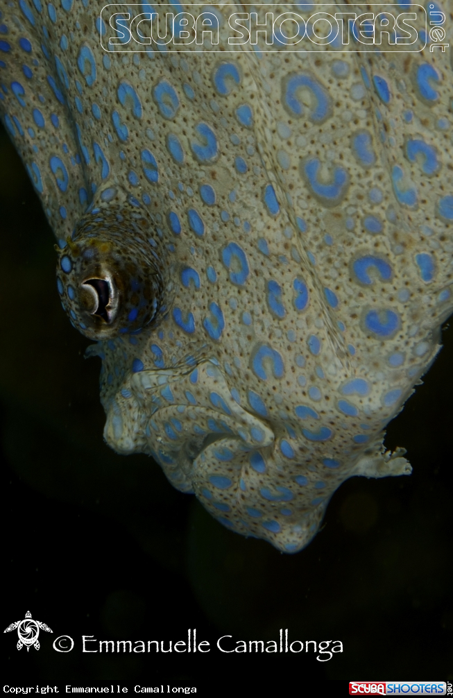 A tropical turbot