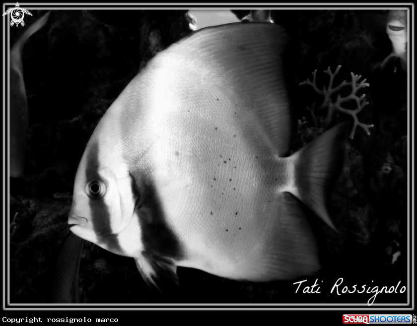A Pesce pipistrello