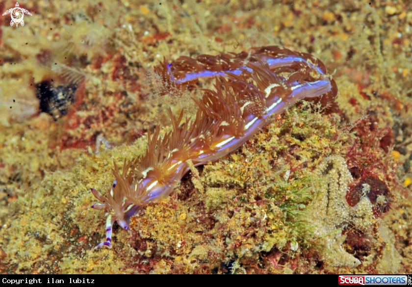 A Nudibranch