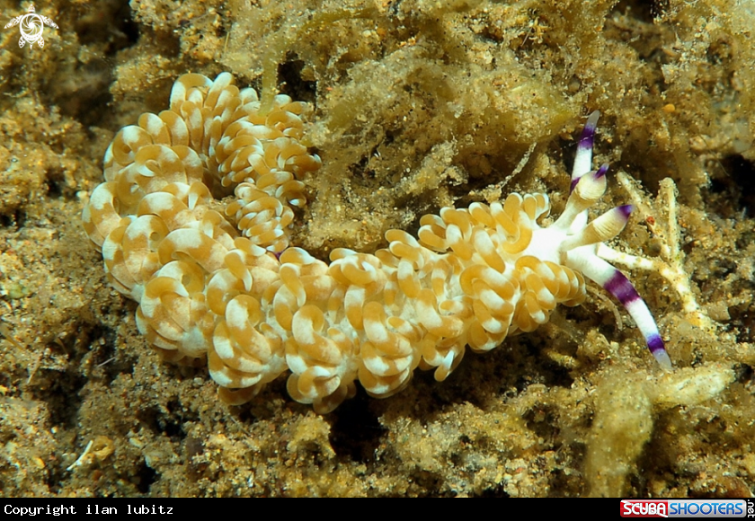 A Nudibranch