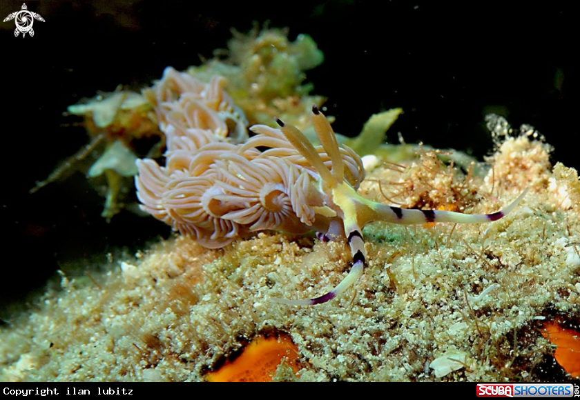 A Nudibranch
