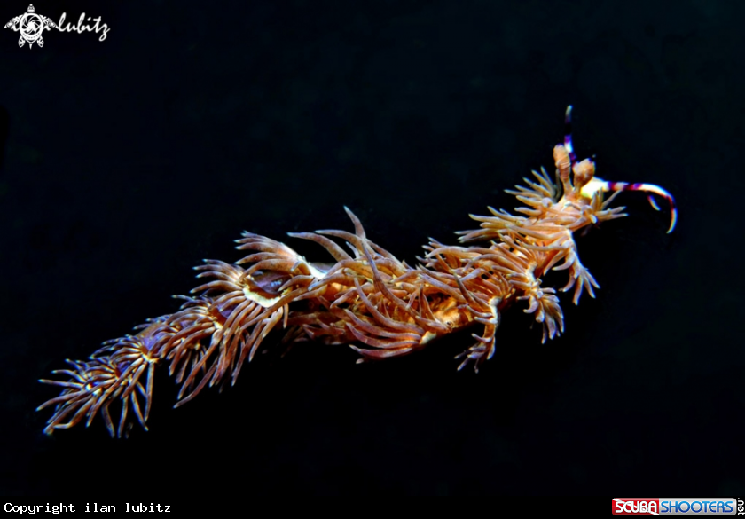 A Nudibranch