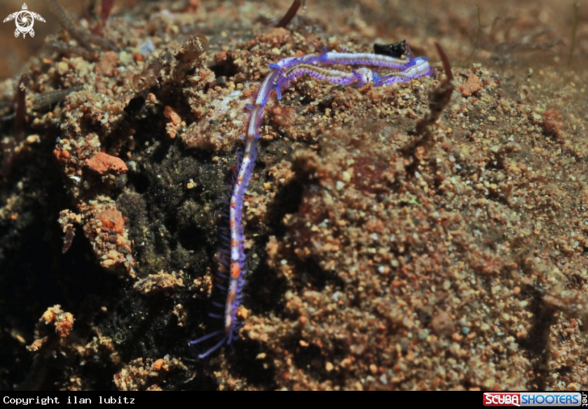 A Nudibranch