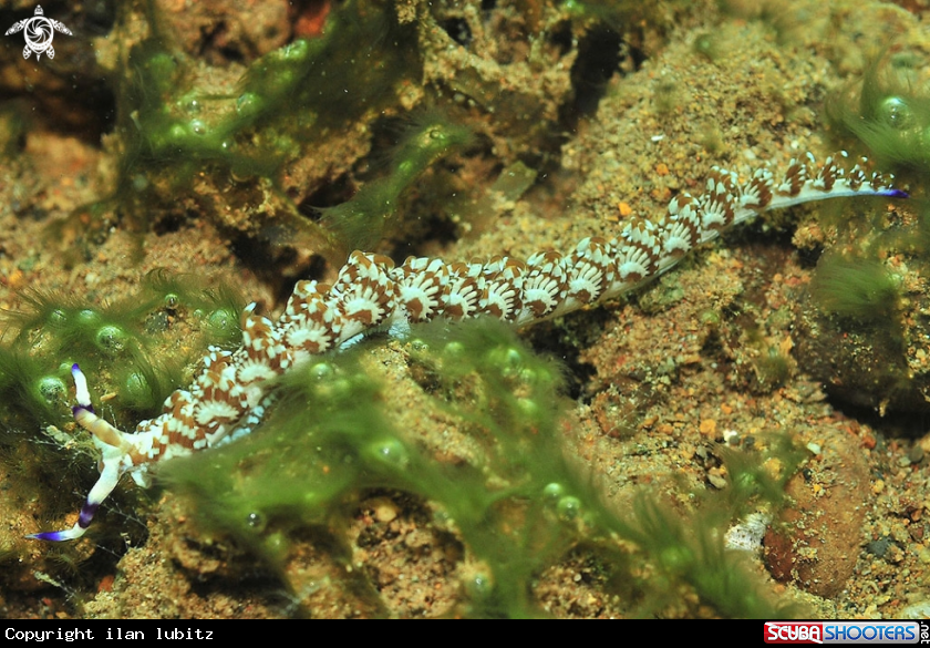 A Nudibranch