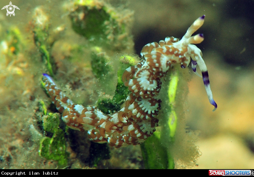 A Nudibranch