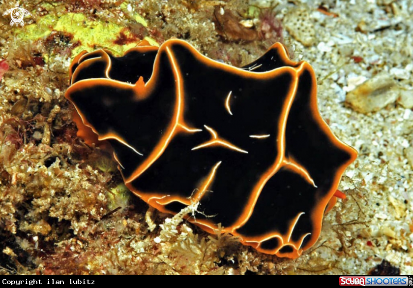 A Nudibranch