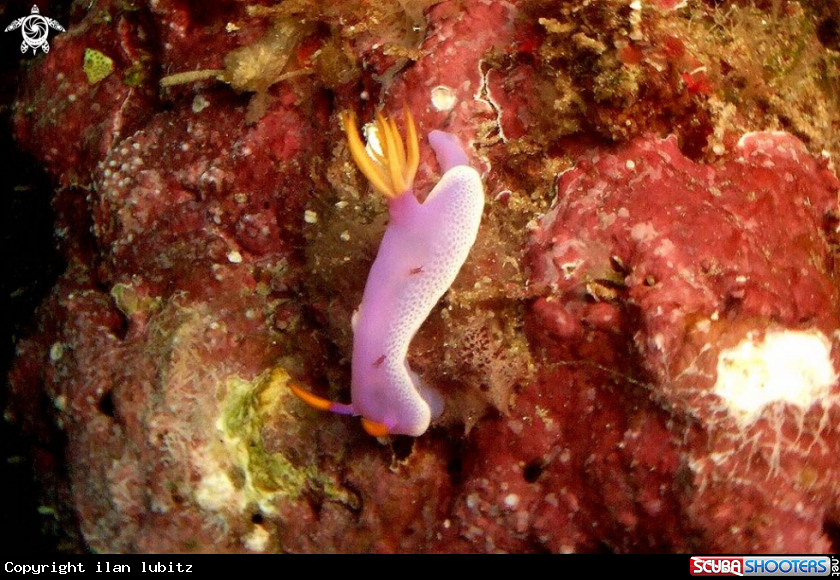 A Nudibranch