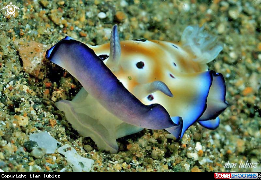 A Nudibranch