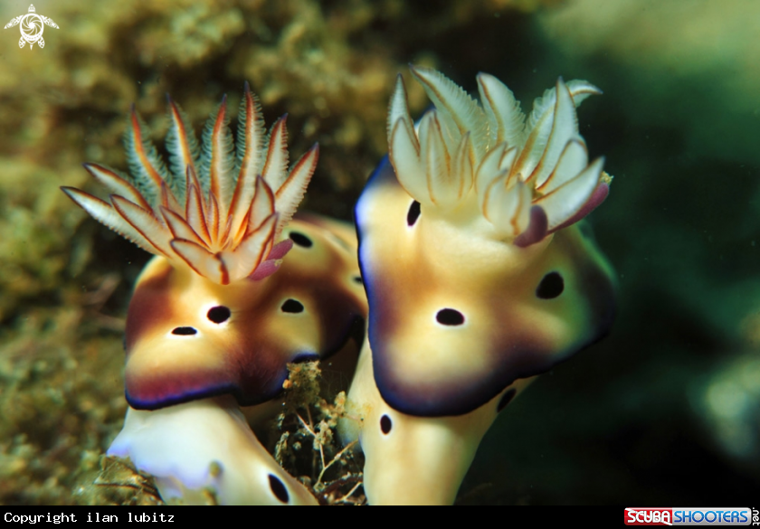 A Nudibranch