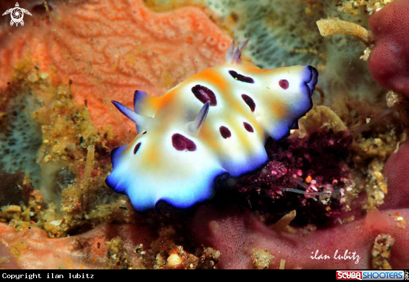 A Nudibranch