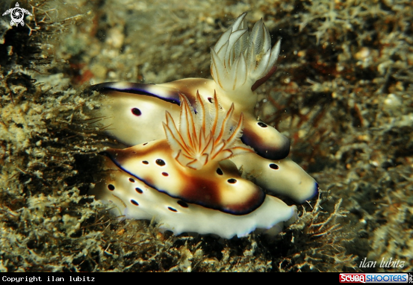 A Nudibranch