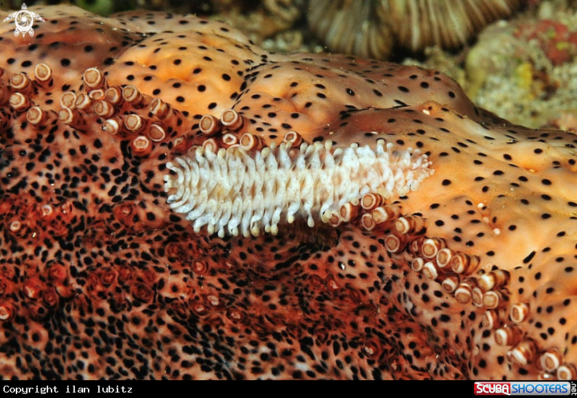 A sea slug