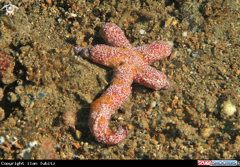 A sea slug