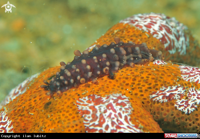 A sea slug