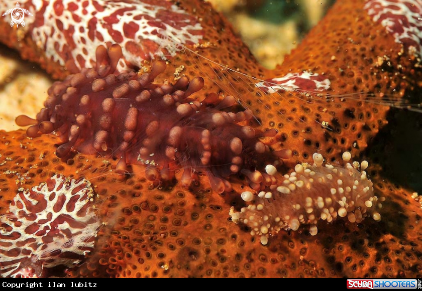 A sea slug
