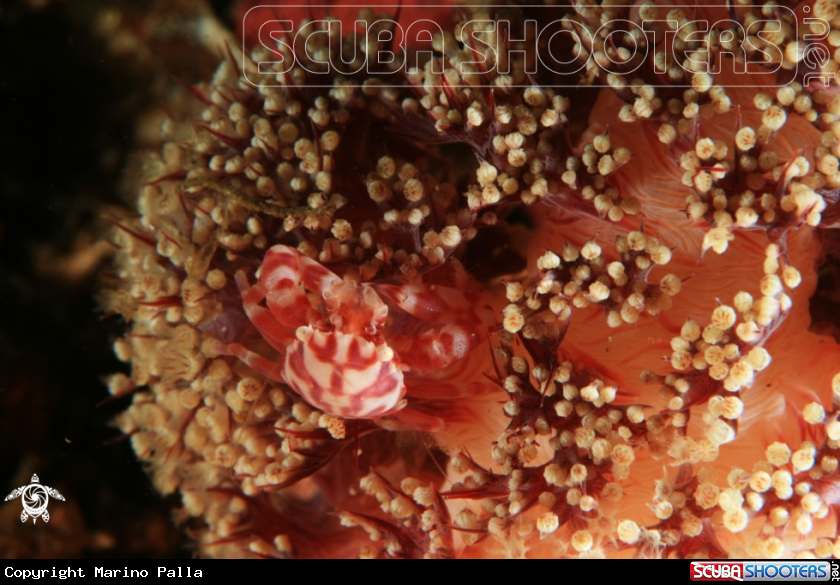 A Porcelain Crab
