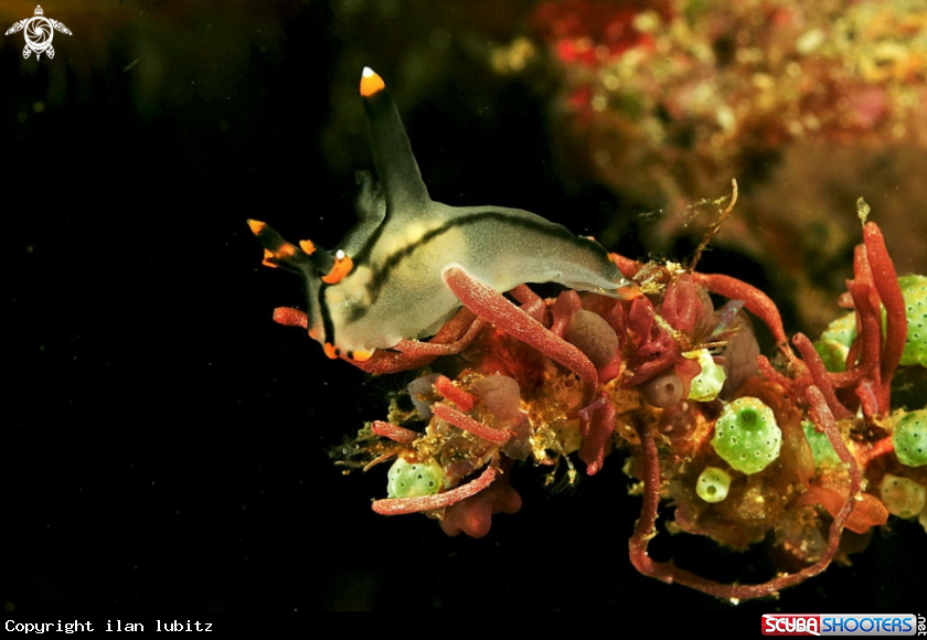 A Nudibranch