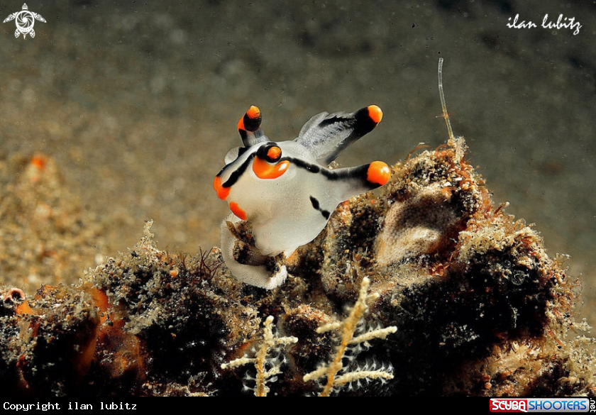 A Nudibranch