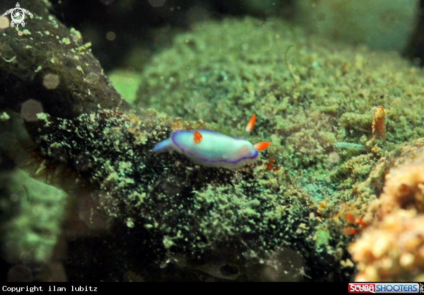 A Nudibranch