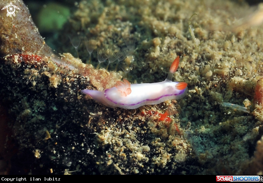 A Nudibranch