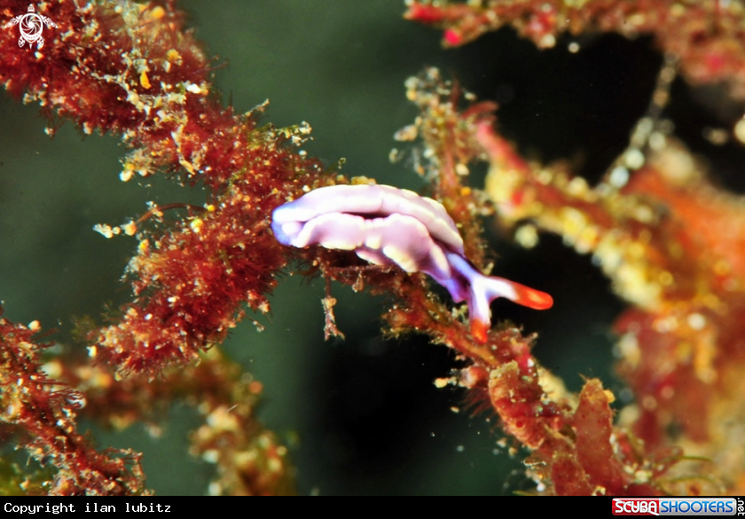 A sea slug