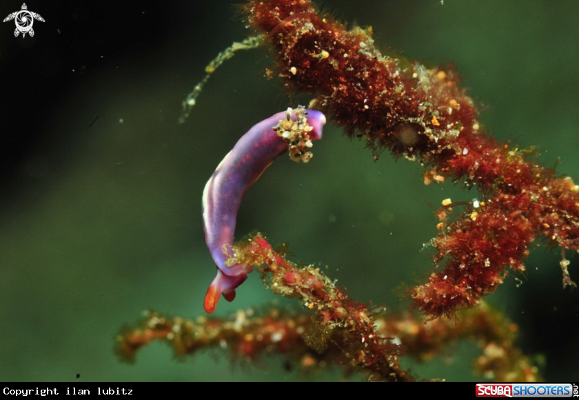 A sea slug