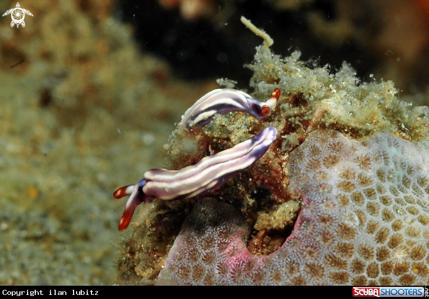 A sea slug
