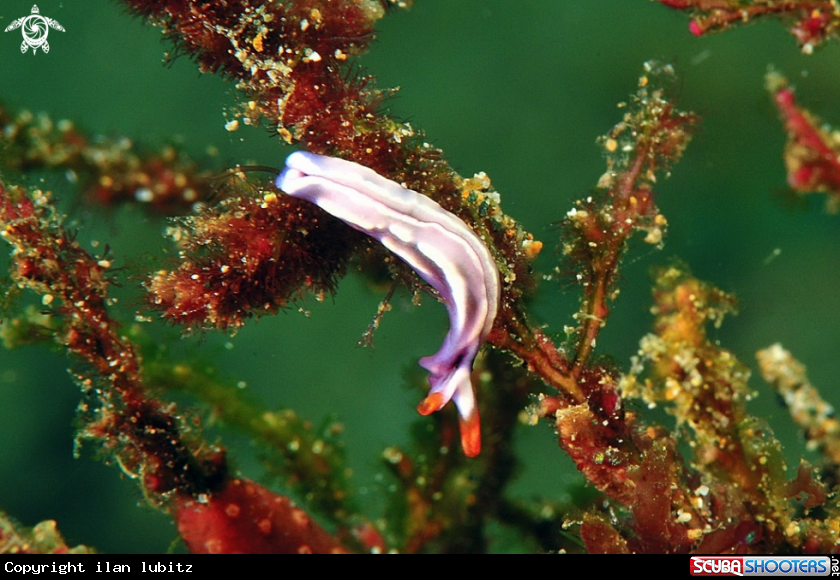 A sea slug