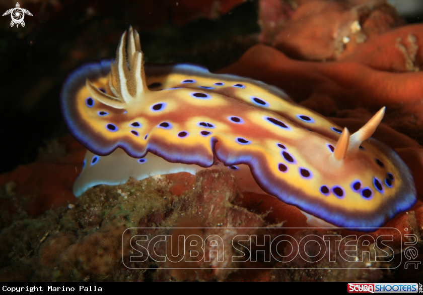 A Nudibranch
