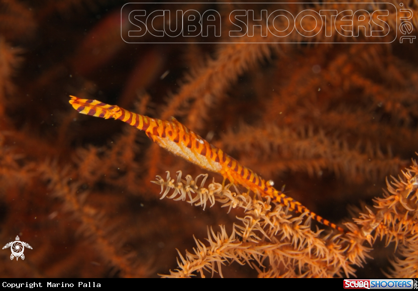 A Banded Tozeuma Shrimp