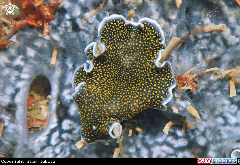 A flat worm