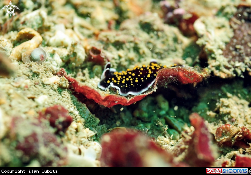 A flat worm