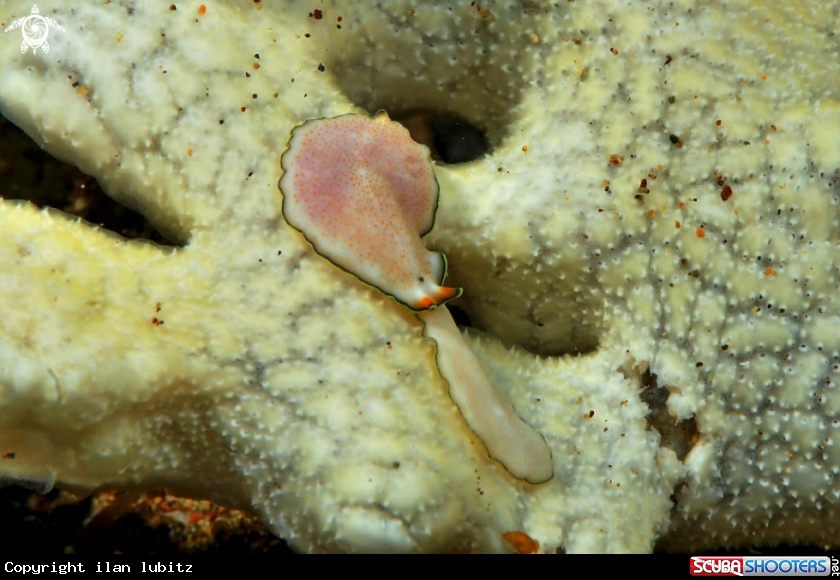 A flat worm
