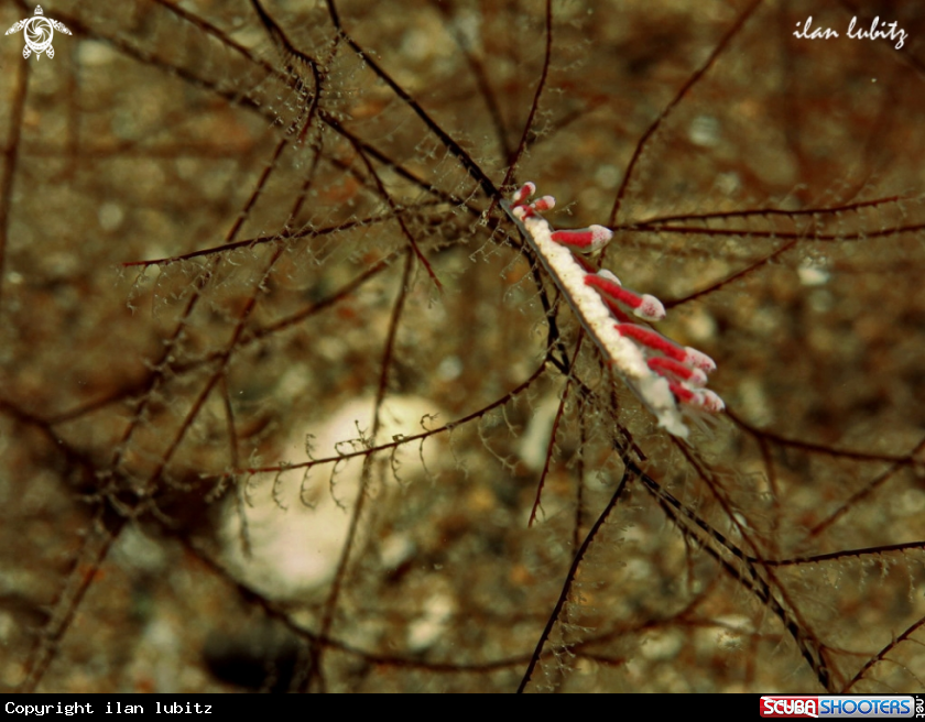 A Nudibranch