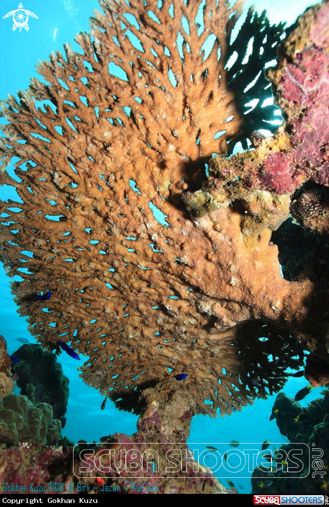 A Table coral