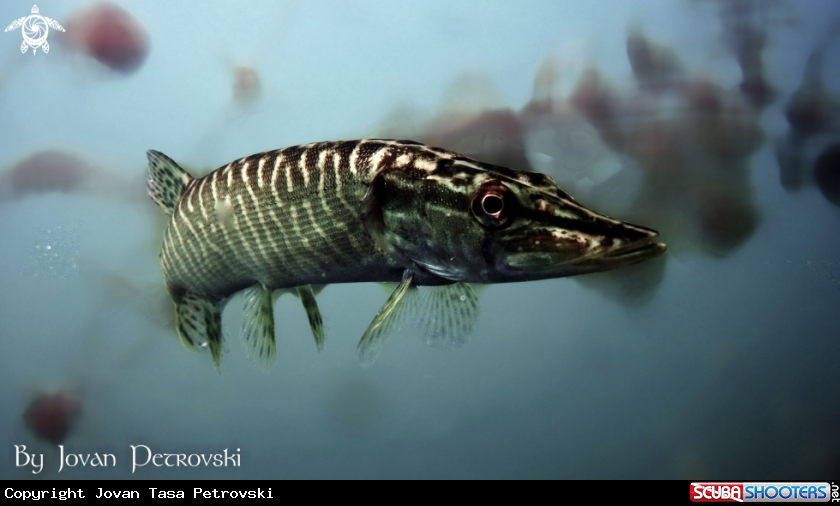 A Štuka / Pike.