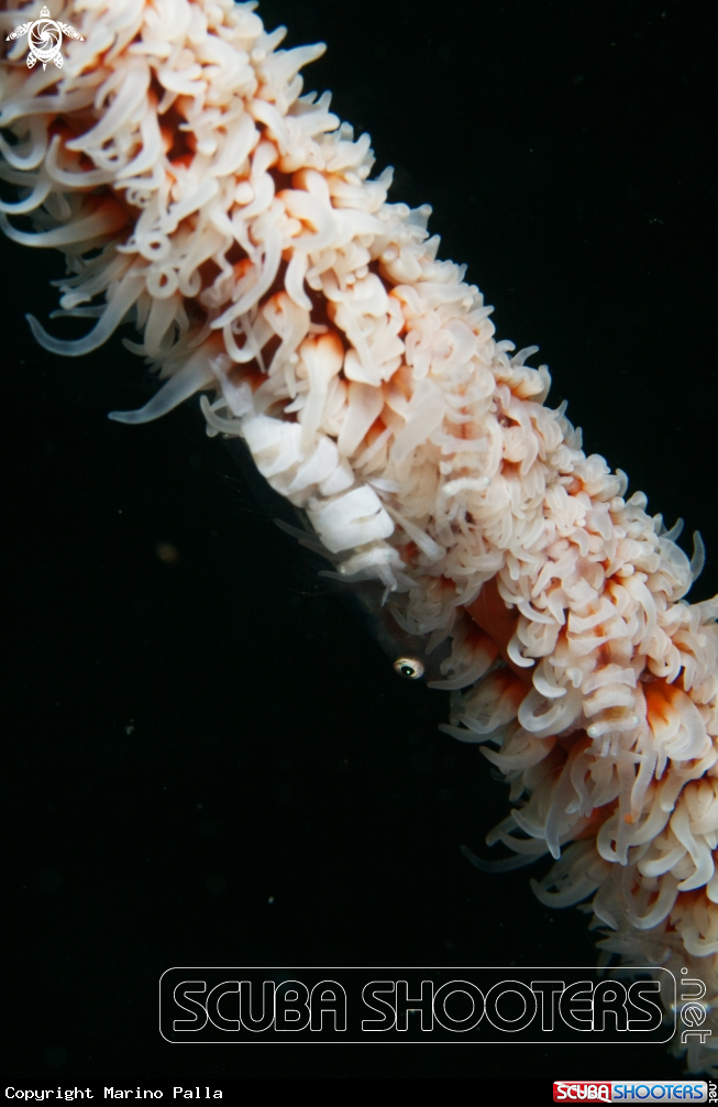 A Goby & Whip Coral Shrimp