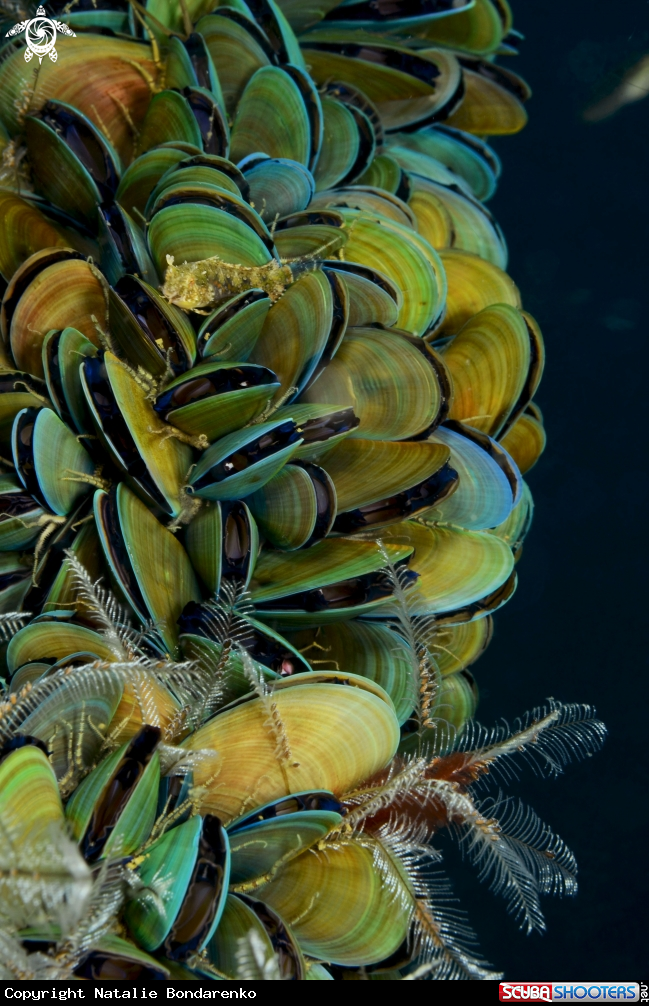 A Mussels