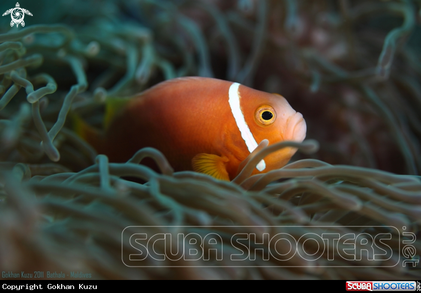 A Anemone fish
